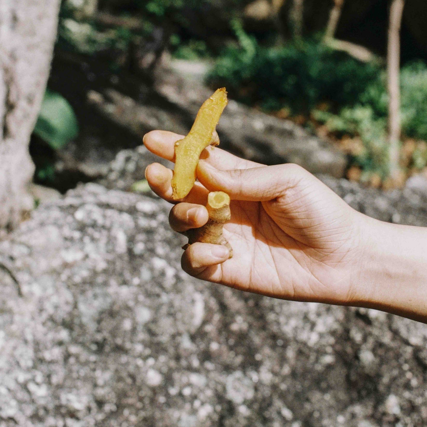 97% Turmeric - The Vitality Root